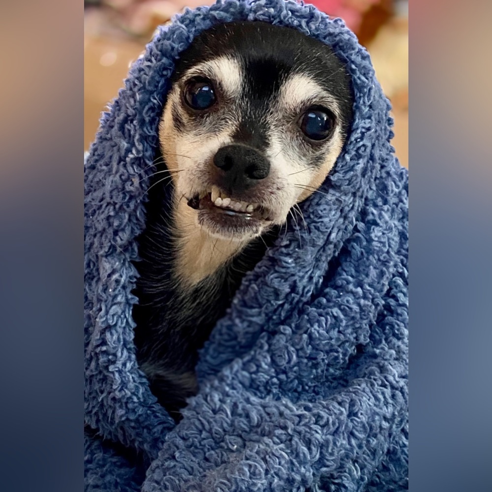 Meet your Posher, Mia - Picture 8 of 16